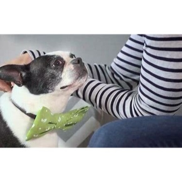 2 Bandanas for Dogs - Earth Rated Dog Bandana, Bowtie, Scarf, etc. - Light Green - Picture 4 of 4